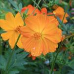 Cosmos sulphureus - 