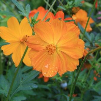 Cosmos sulphureus