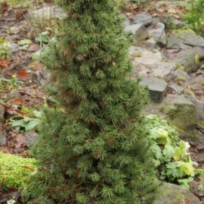 Picea glauca 'Conica' - EPINETTE NAINE 'CONICA', EPICÉA BLANC 'CONICA'