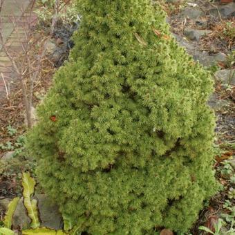 Picea glauca 'Conica'