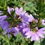 Scaevola aemula - Blaue Fächerblume