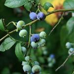 Vaccinium corymbosum - MYRTILLIER , MYRTILLE AMÉRICAINE , MYRTILLE GÉANTE '