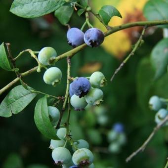 Vaccinium corymbosum