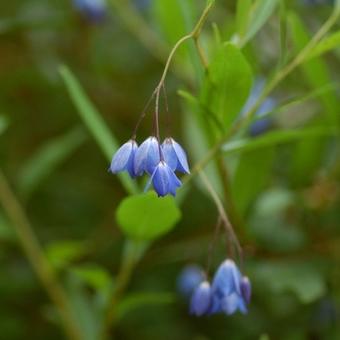 Sollya heterophylla