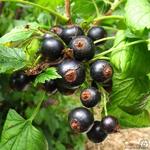 GROSEILLIER NOIR, CASSISSIER, CASSIS NOIRS, GROSEILLE NOIRE - Ribes nigrum