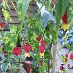 Abutilon megapotamicum - 