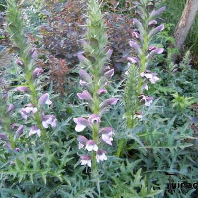 acanthe épineuse - Acanthus spinosus