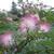 Albizia julibrissin