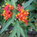 Asclepias curassavica - Indianer-Seidenpflanze