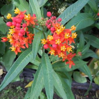 Asclepias curassavica