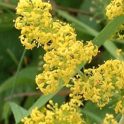 Caille-lait jaune - Galium verum