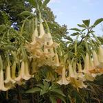 Brugmansia - Engelstrompeten