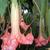 Brugmansia