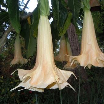 Brugmansia