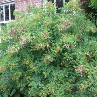 Colutea arborescens