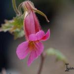 Rehmannia elata - 