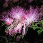 Calliandra - 