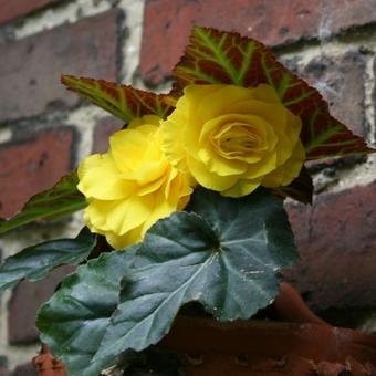 Begonia x tuberhybrida