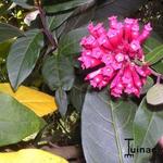 Cestrum elegans - 