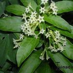 Cestrum nocturnum - Jasmin de nuit