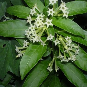 Cestrum nocturnum