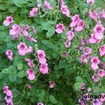 Diascia - 