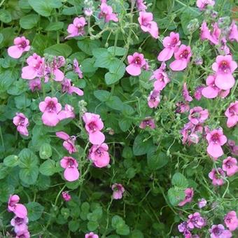 Diascia