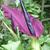 Dracunculus vulgaris