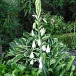 Galtonia candicans - Ornithogalum candicans