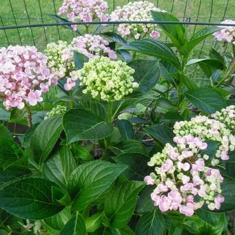 Hydrangea macrophylla 'Ayesha'