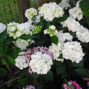 Hydrangea macrophylla 'Schneeball'