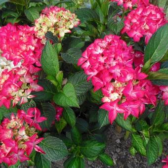 Hydrangea macrophylla 'Selma'