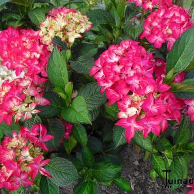 Hydrangea macrophylla 'Selma' - 