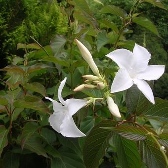 Mandevilla