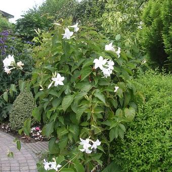 Mandevilla