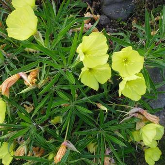 Oenothera