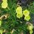 Oenothera