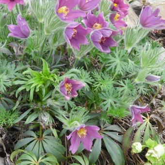 Pulsatilla vulgaris