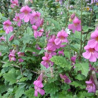 Rehmannia elata