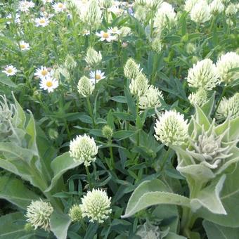 Trifolium repens