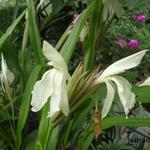 Roscoea x beesiana - 