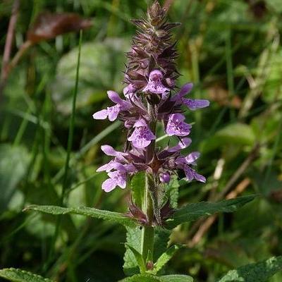 Stachys palustris - Épiaire des marais - Stachys palustris