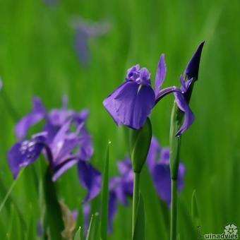 Iris laevigata