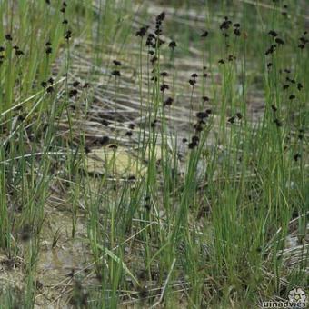 Juncus ensifolius