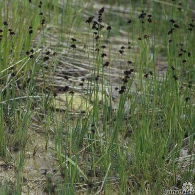 Schwertblättrige Binse - Juncus ensifolius 