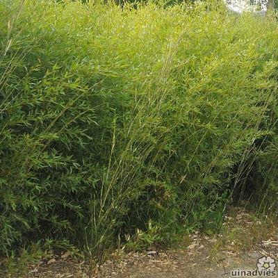 Phyllostachys bissetii - BAMBOU GÉANT - Phyllostachys bissetii