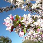 Malus floribunda - Pommier japonais