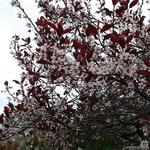 Prunus x cistena - Rote Sand-Kirsche