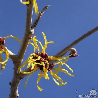 Hamamelis x intermedia 'Arnold Promise' - 