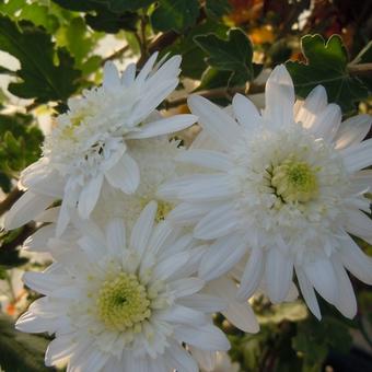 Chrysanthemum indicum